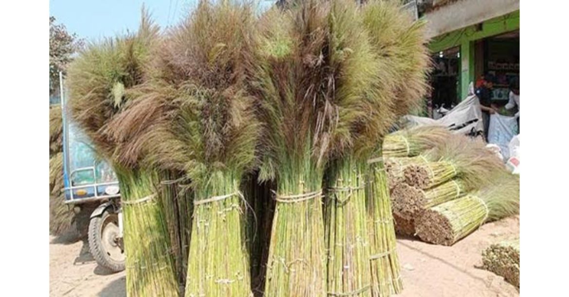 পাহাড়ের সম্ভাবনাময় শিল্প- শুরু করুন  ফুলঝাড়ু এই ব্যবসা! প্রতি মাসে হতে থাকবে ইনকাম