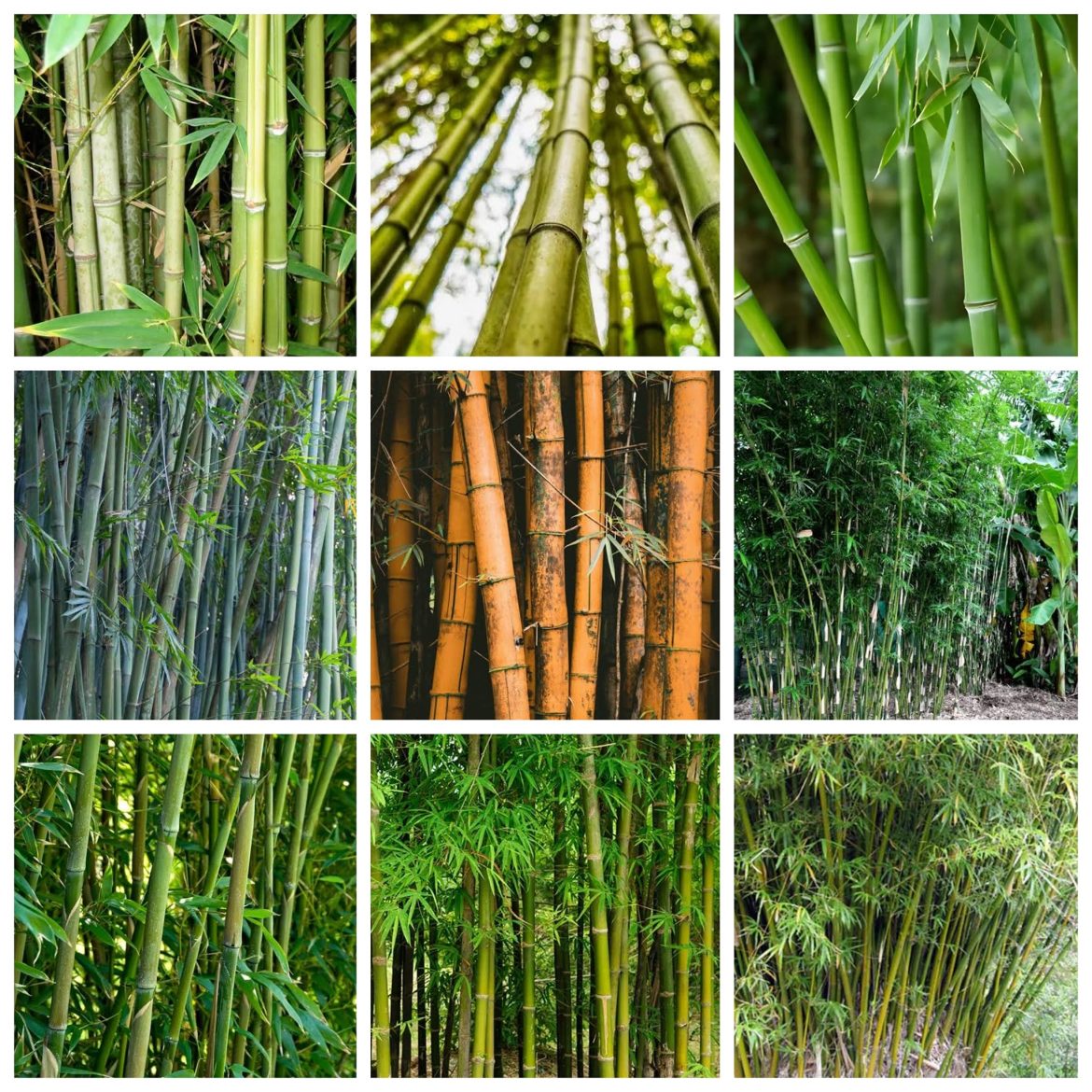 রাঙামাটির বাঁশ শিল্প আয়ের বড় উৎস হতে পারে