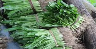 বিলাতি ধনেপাতার চাষ