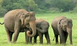 বিদ্যালয়ে বন্যহাতির তাণ্ডব- রাঙামাটিতে