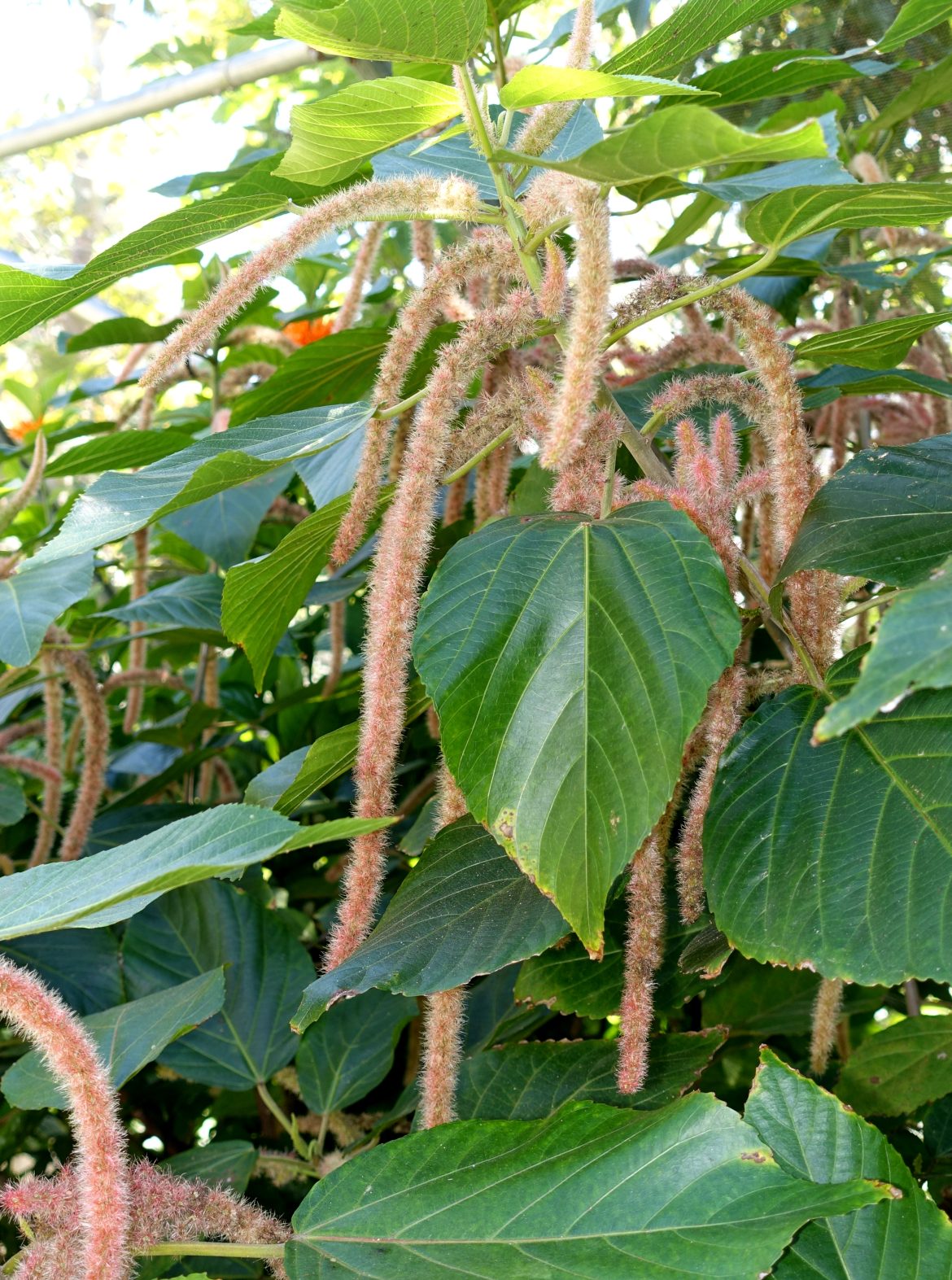 বৈজ্ঞানিকনাম: Acalypha hispida Burm.