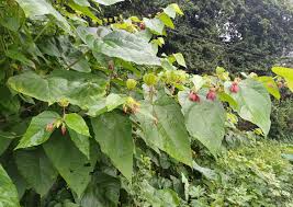 Abroma augusta
