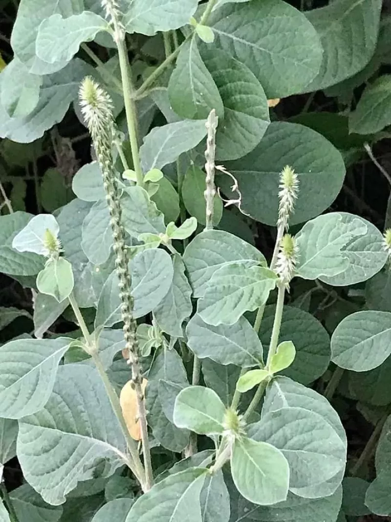 বৈজ্ঞানিকনাম: Achyranthes aspera