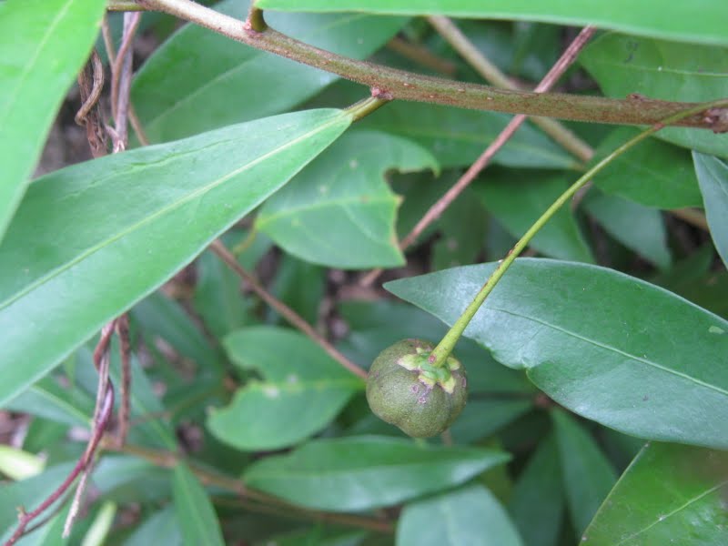 Actephila excelsa