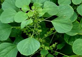 Acalypha indica