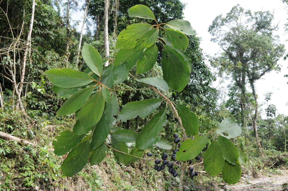 Actinodaphne obovata Blume