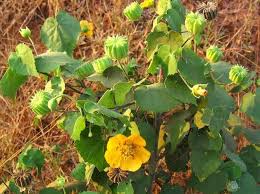 Abutilon indicum