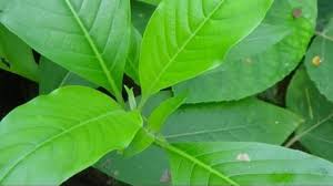 হাঁপানি