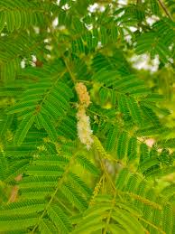 Acacia catechu