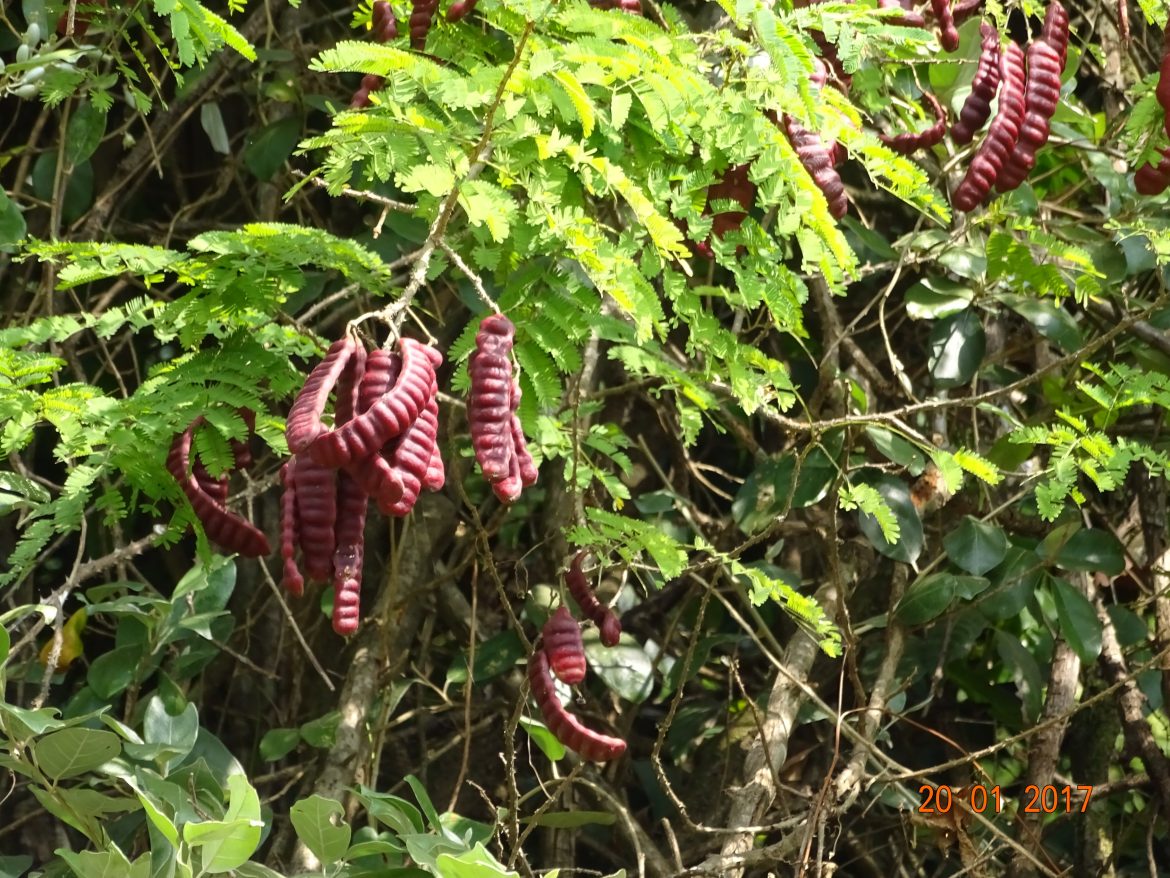 Acacia concinna