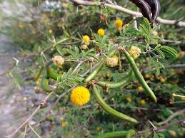 Acacia farnesiana
